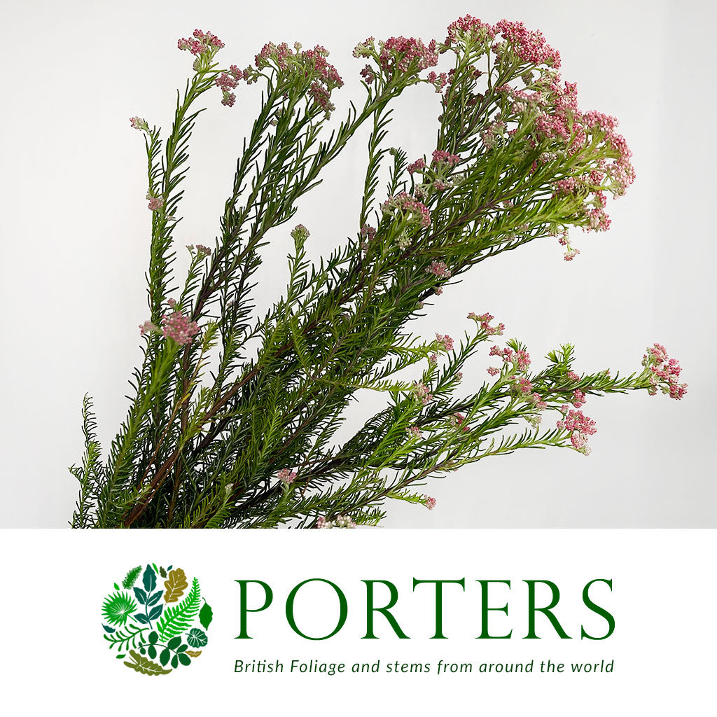 Riceflower 'Pink' (Various Sizes)