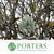 Amelanchier Twigs with Lichen Moss (Wild) (Loose Bundle)