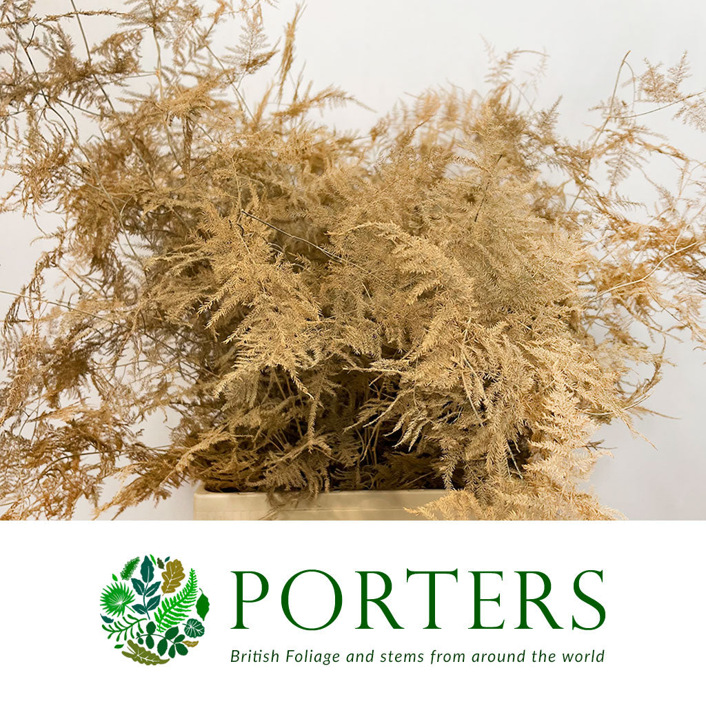 Fern 'Asparagus' (Painted) 85cm (Various Colours) (x50)