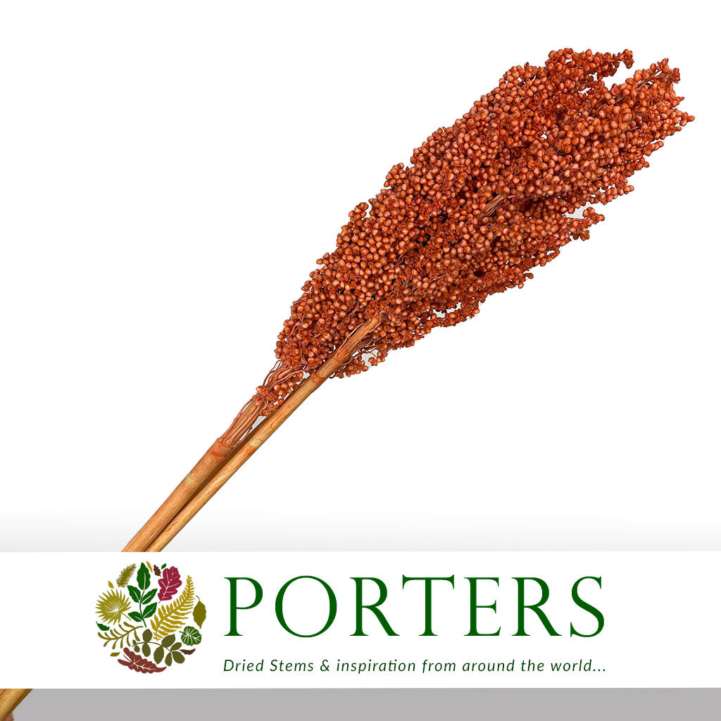 Grass 'Sorgum' (Painted) (DRY) (Various Colours) 70cm (x3)