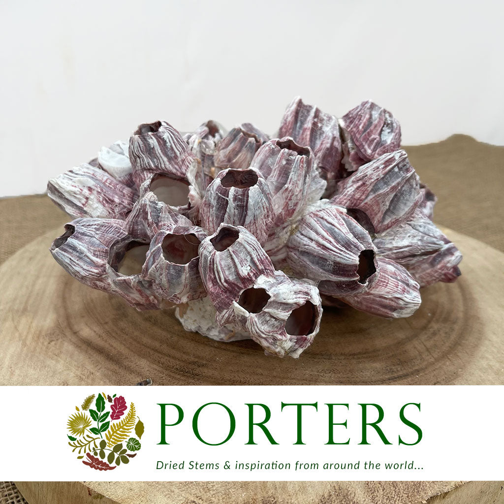 Shells &#39;Barnacles&#39; (DRY) (Various Sizes)
