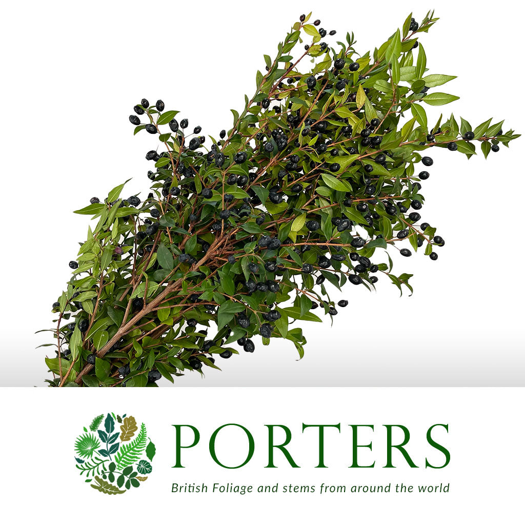 Myrtle &#39;With Berries&#39; (Various Sizes)