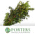 Myrtle 'With Berries' (Various Sizes)