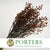 Stillingia Flowers DRY 'Various Colours' (x10)