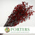 Stillingia Flowers DRY 'Various Colours' (x10)