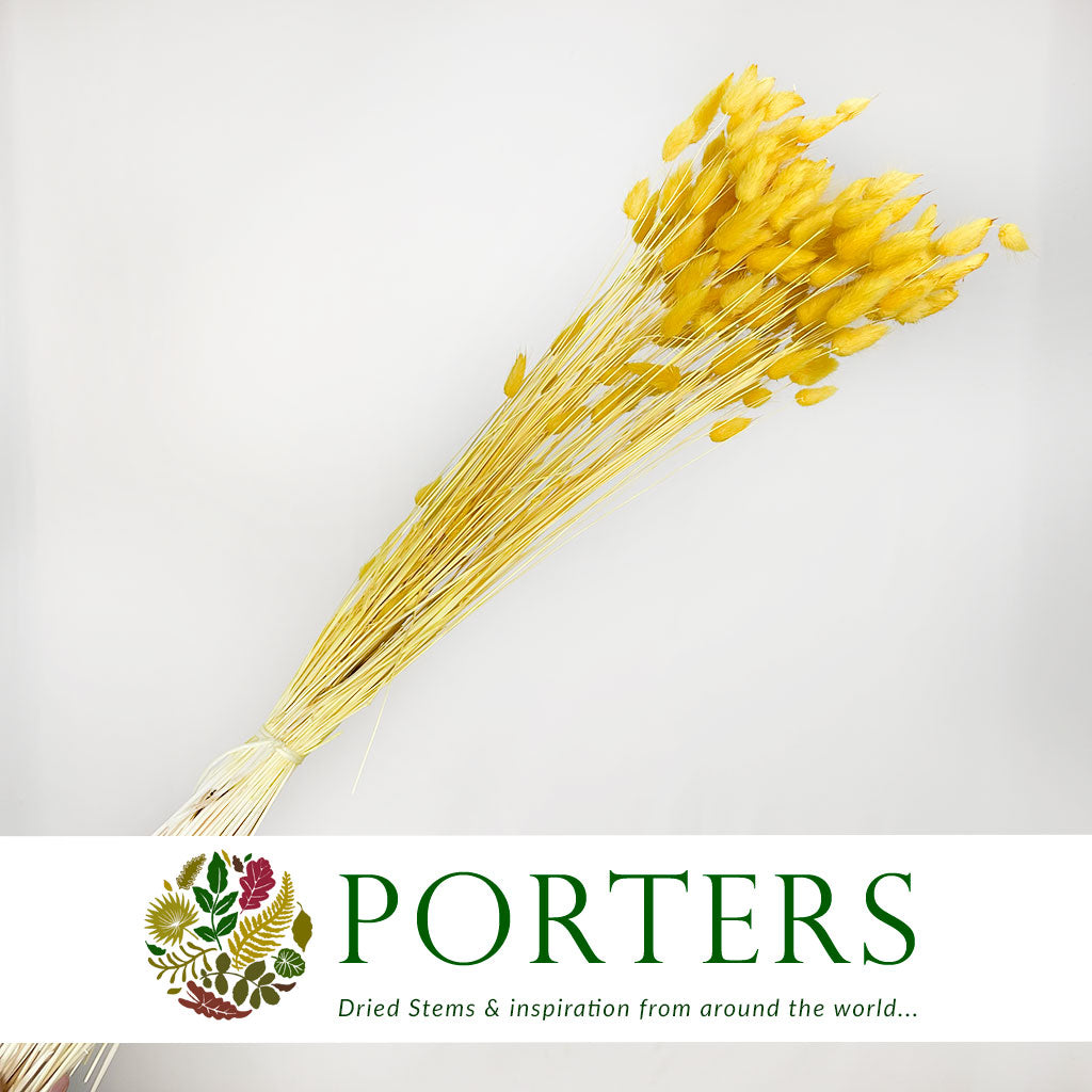 Grass 'Lagurus' (Painted/Bleached) (DRY) (Various Colours)