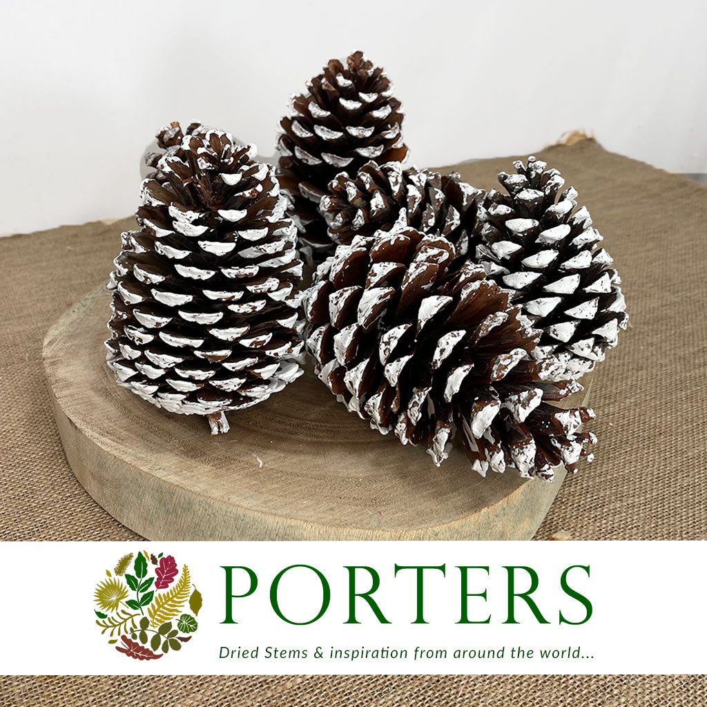 Cones 'Maritima' (Painted) 10-14cm (DRY) (Various Colours)