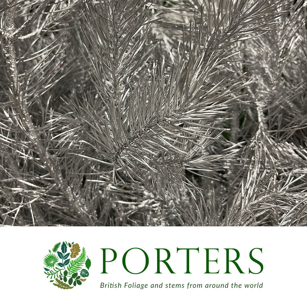 Pine Stems Painted (Various Colours) &#39;Alaskan Pine&#39; 130-150cm (Per stem)
