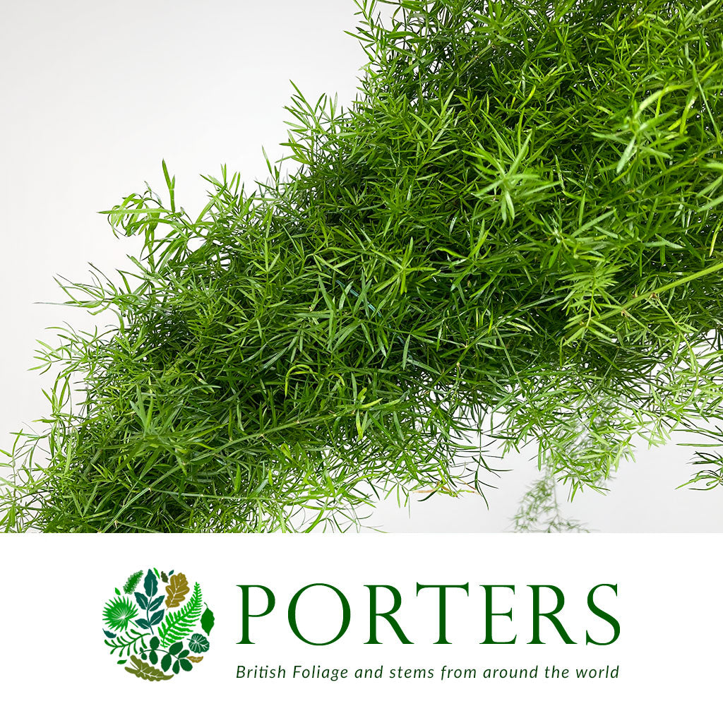 Fern &#39;Asparagus&#39; (Sprengeri Fern) (Various Lengths)