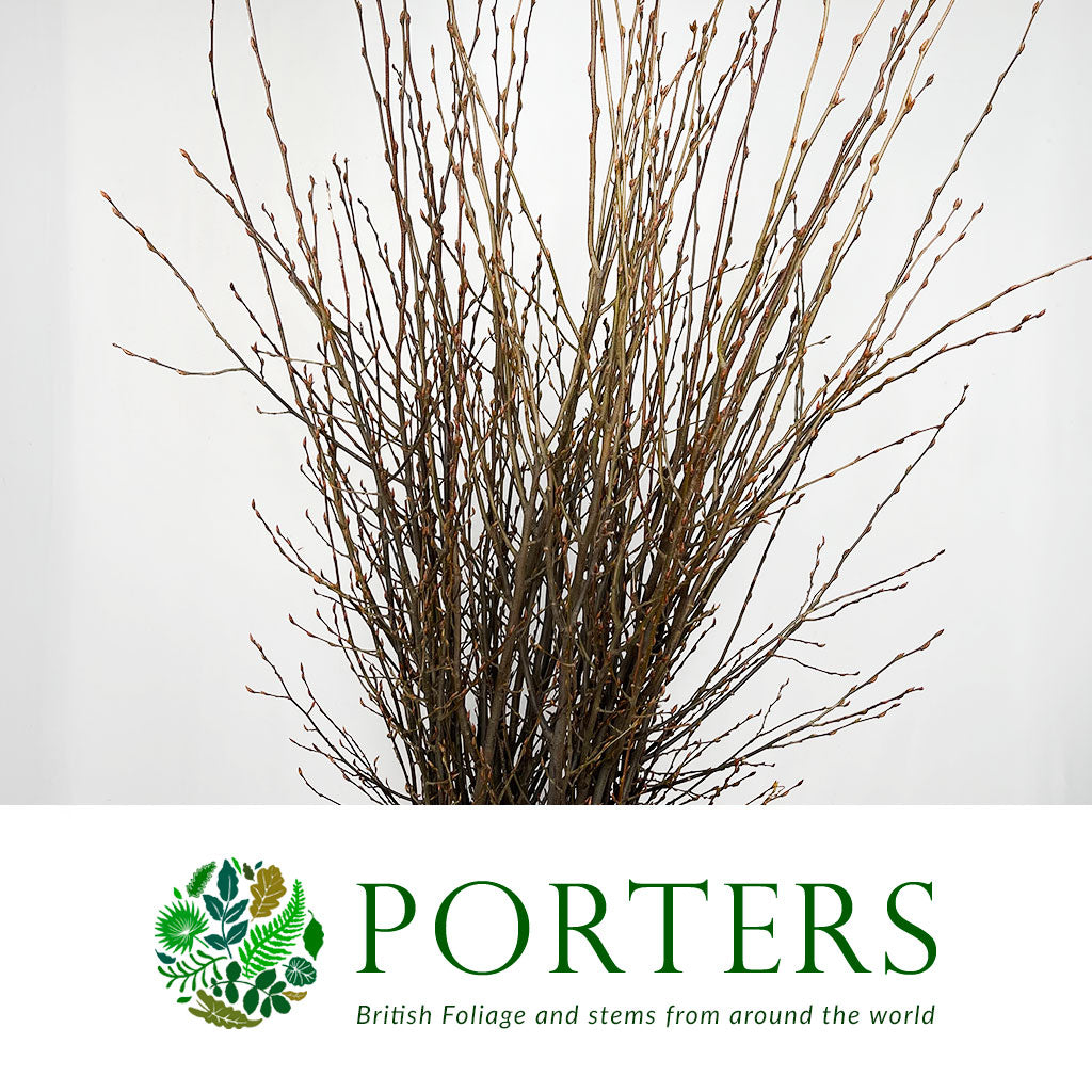 Twigs &#39;Hornbeam&#39; (No Leaves) (Wild) (Various Sizes)