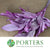 Magnolia 'Foliage' (Painted + Glitter) (Various Colours) 80cm (400g)