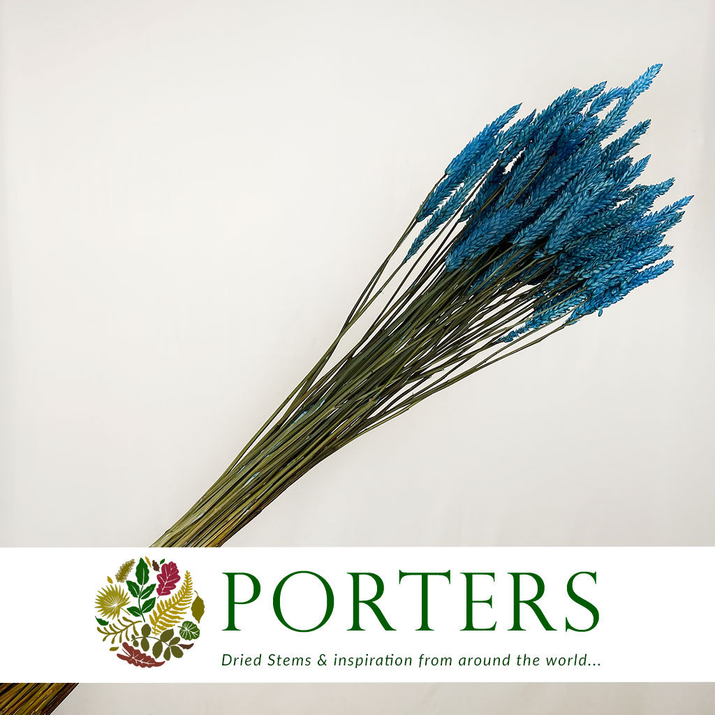 Celosia 'Dragon's Breath' (Painted) (DRY) (Various Colours) 65cm