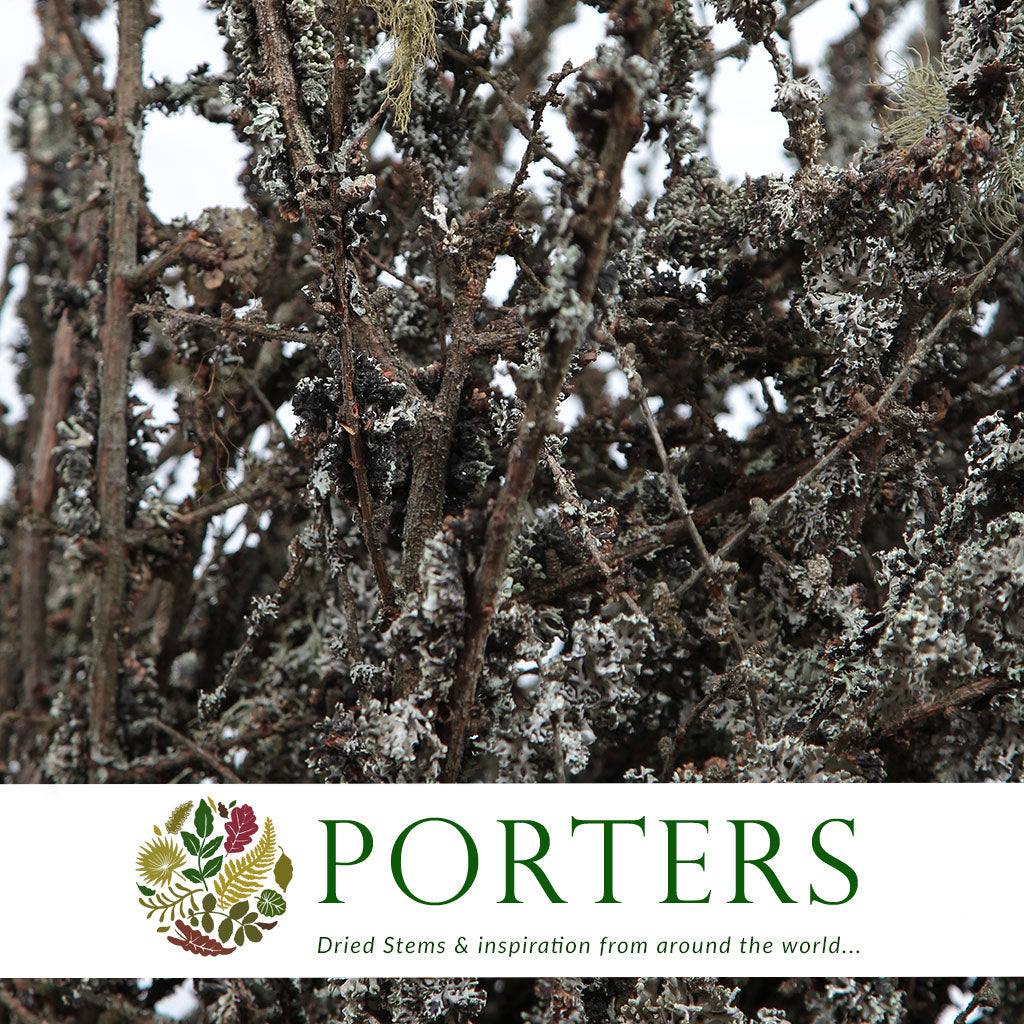 Lichen &#39;Twigs&#39; (Cultivated) (Various Lengths)