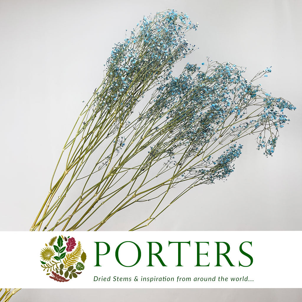 Gypsophila (Painted) (DRY) (Various Colours)