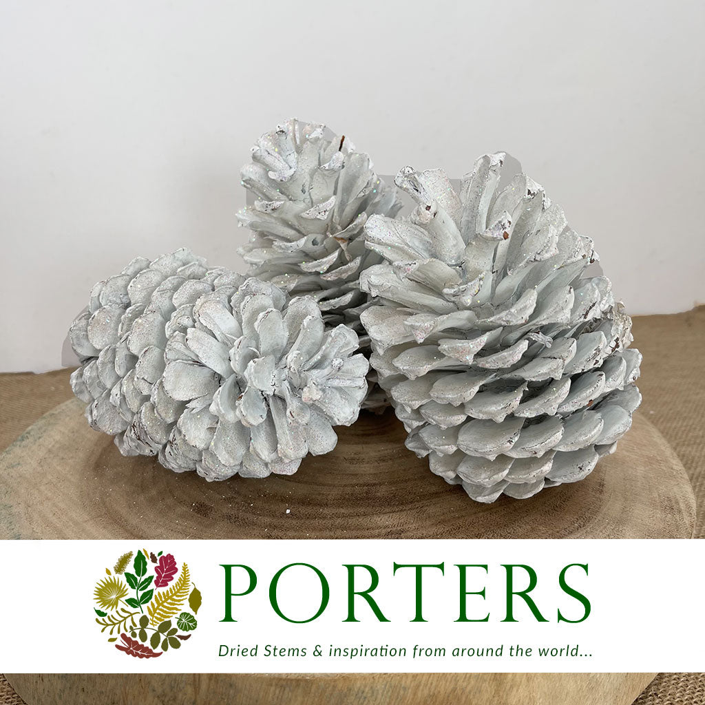 Cones &#39;Maritima&#39; (Painted &amp; Glittered) 10-14cm (DRY) (x6)