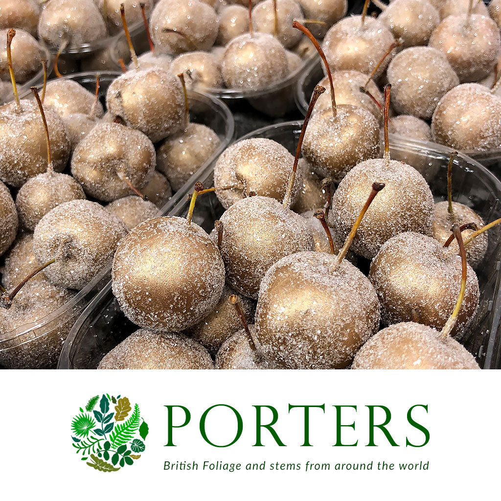 Waxed 'Crab Apples' (Various Colours) 'With and without Glitter' (Small Punnet)