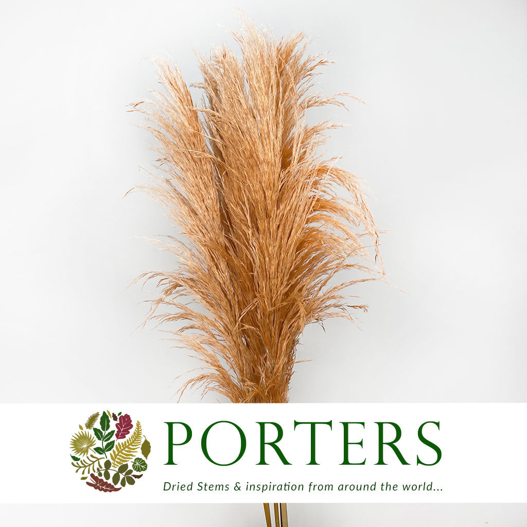 Grass &#39;Pampas&#39; (Evita) (Various Colours) (DRY) 120cm (x5)