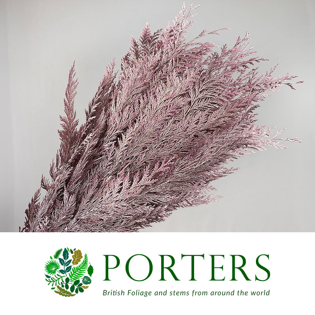 Conifer (Painted) (Various Colours)
