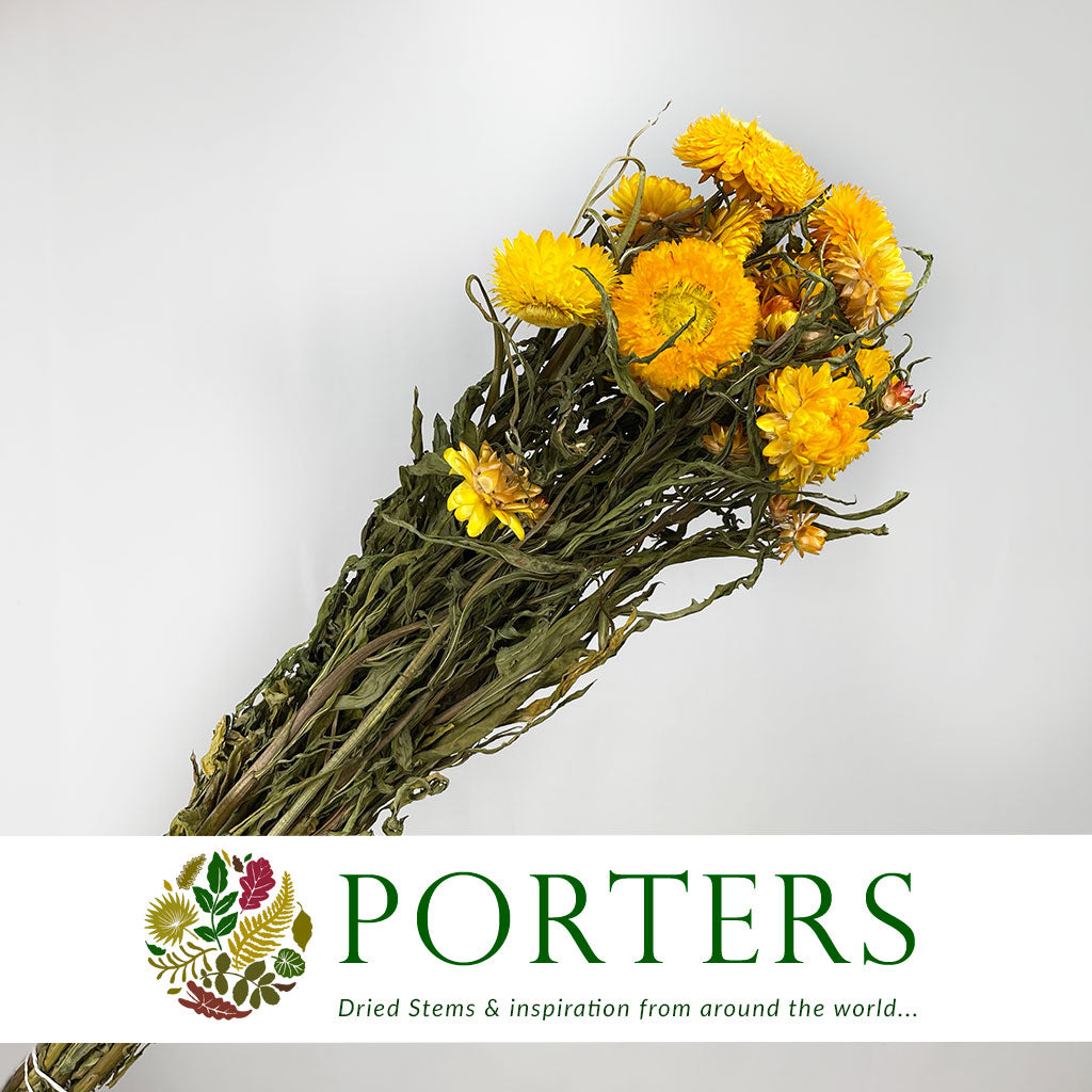 Helichrysum &#39;Flower&#39; (DRY) (Various Colours) 50cm