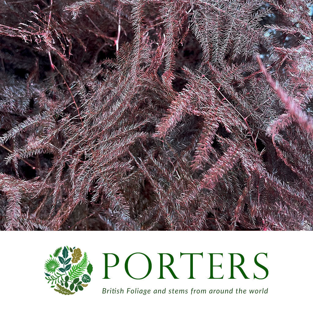 Fern 'Asparagus' (Painted) 85cm (Various Colours) (x50)