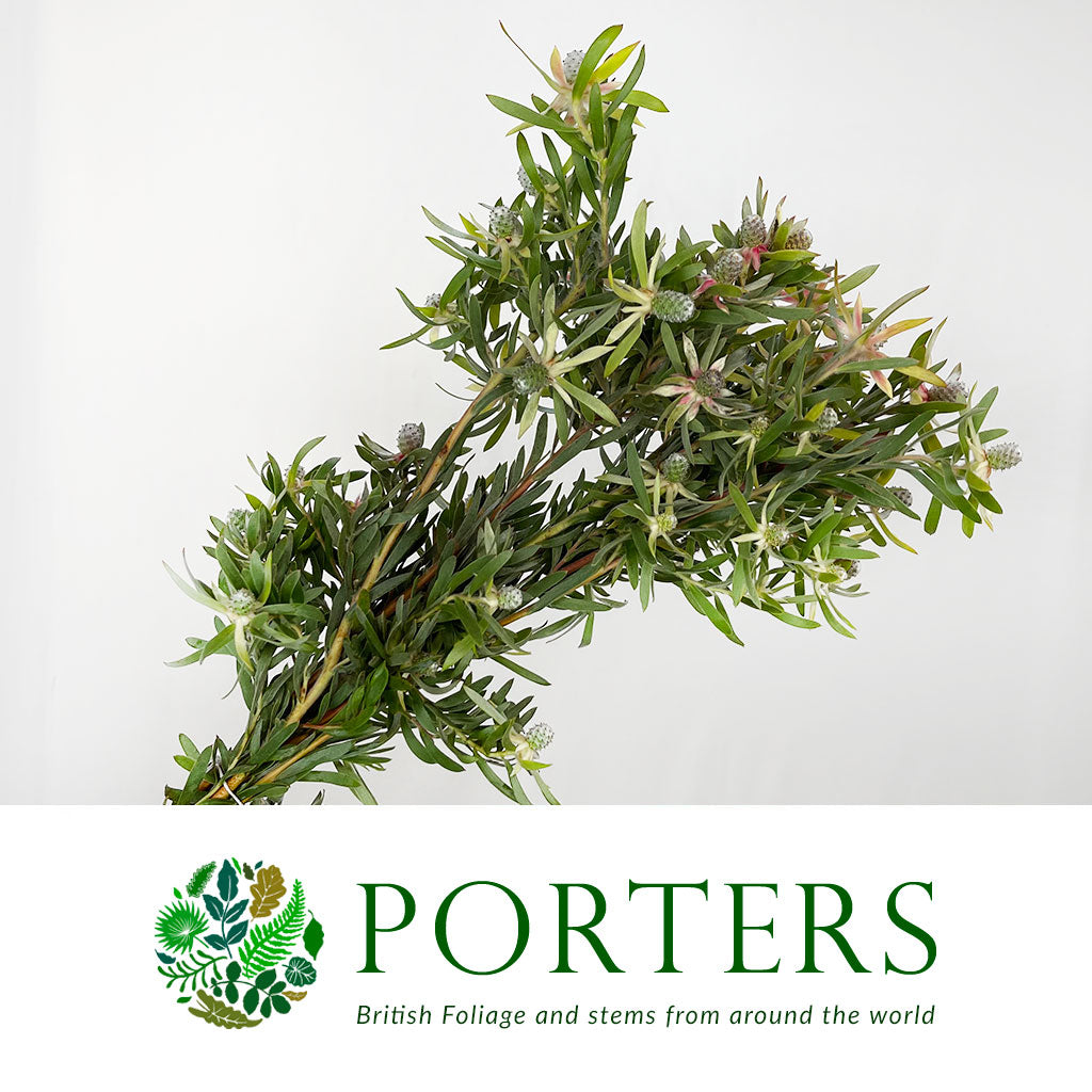 Leucadendron 'Ayoba Star Pearl' (Various Lengths)