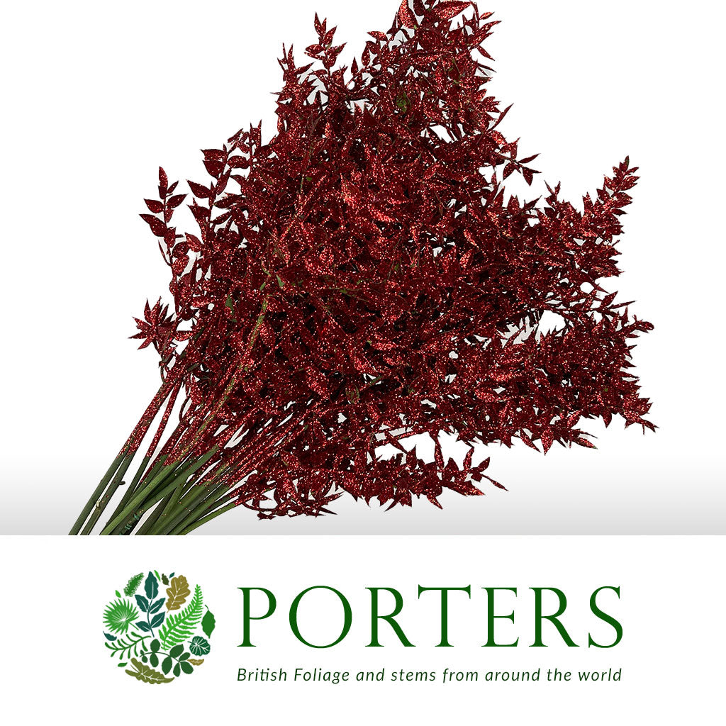 Ruscus 'Wild' (Painted & Glitter) (DRY) (x5)