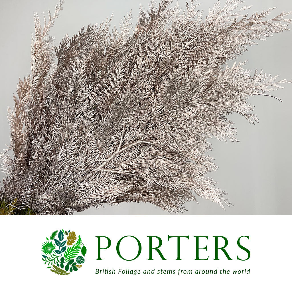 Conifer (Painted) (Various Colours)