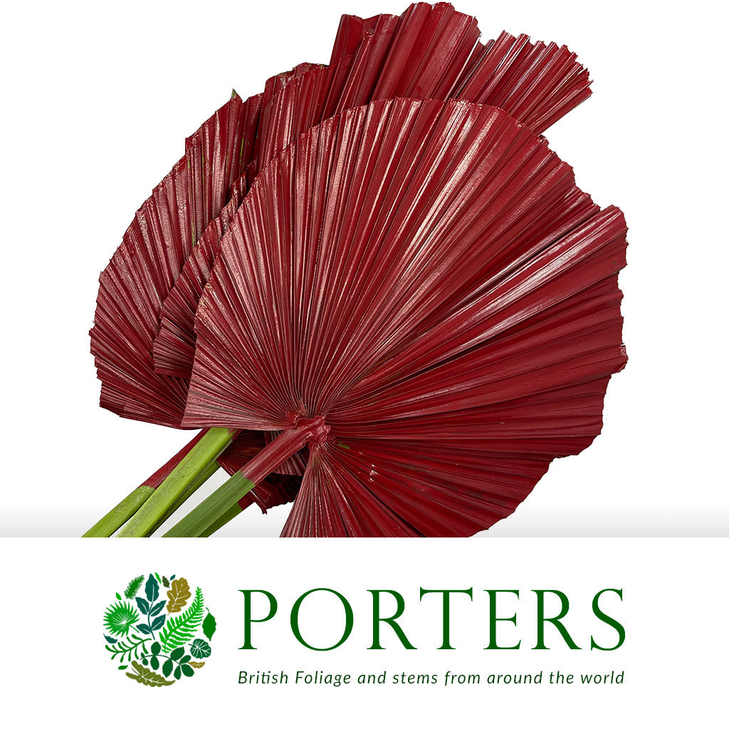 Palm 'Washingtonia' (Painted) (Various Colours)