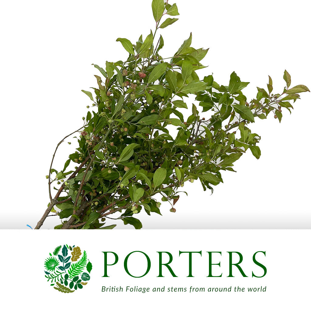 Spindle Berry (Cultivated E) (Various Sizes)