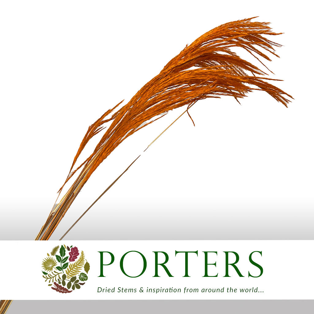 Grass 'Fluffy Silver Grass' (Various Colours) 70cm (DRY)