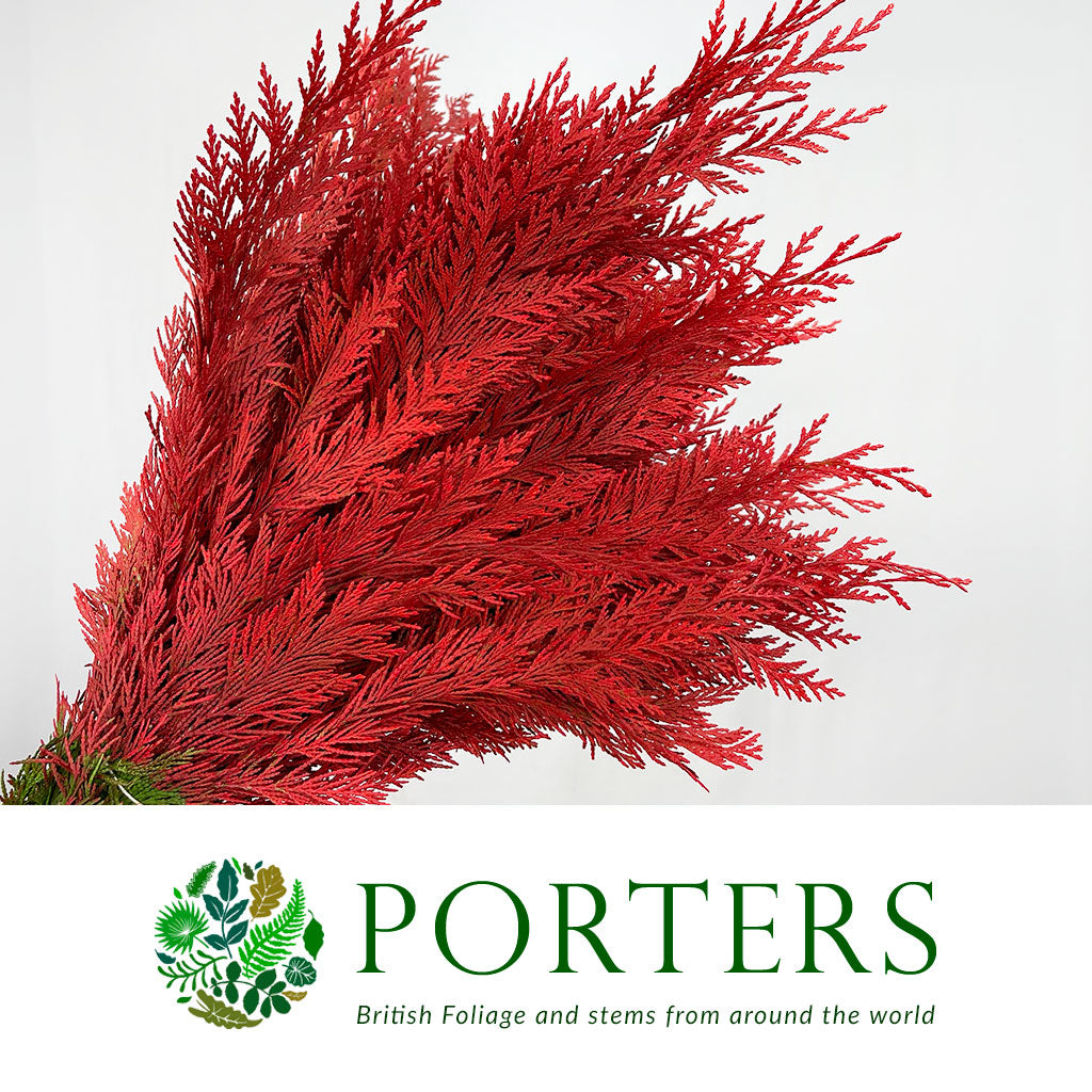 Conifer (Painted) (Various Colours)