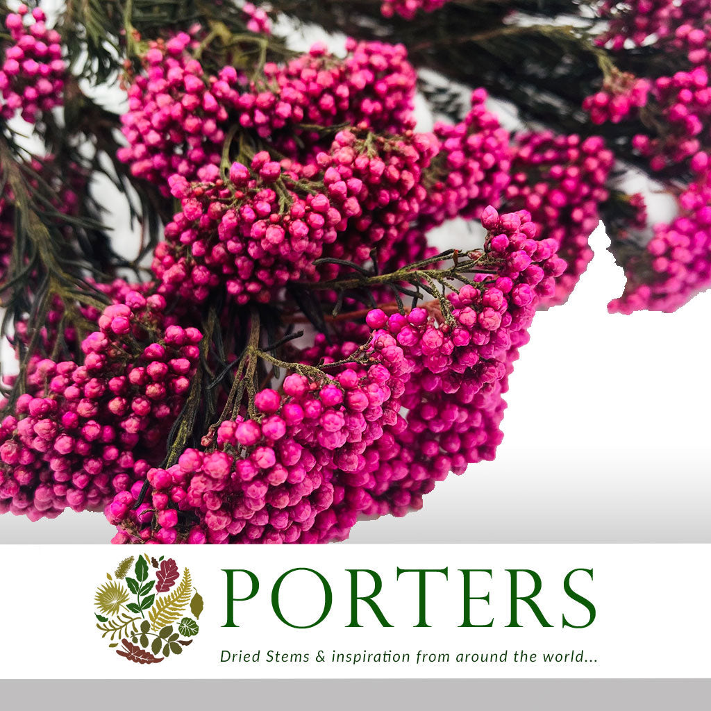 Rice Flower (Various Colours) (DRY) 70cm (100g)