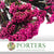 Rice Flower (Various Colours) (DRY) 70cm (100g)