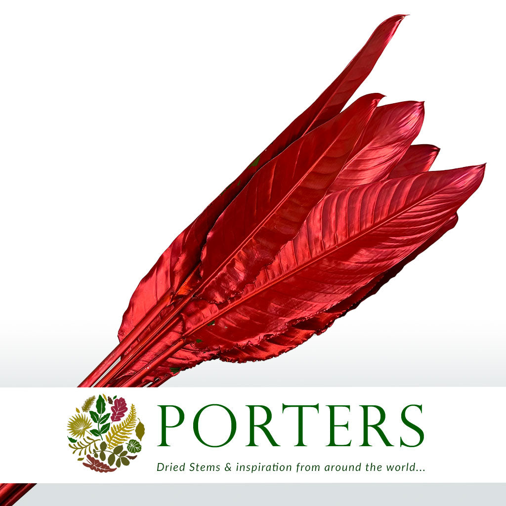 Strelitzia &#39;Leaves&#39; Painted (Various Colours) (x10)