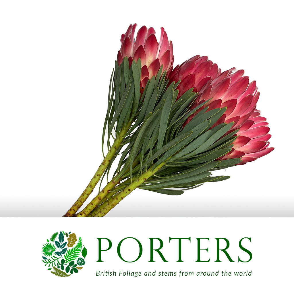 Protea &#39;Venus&#39; (Various Lengths) (Per Stem)