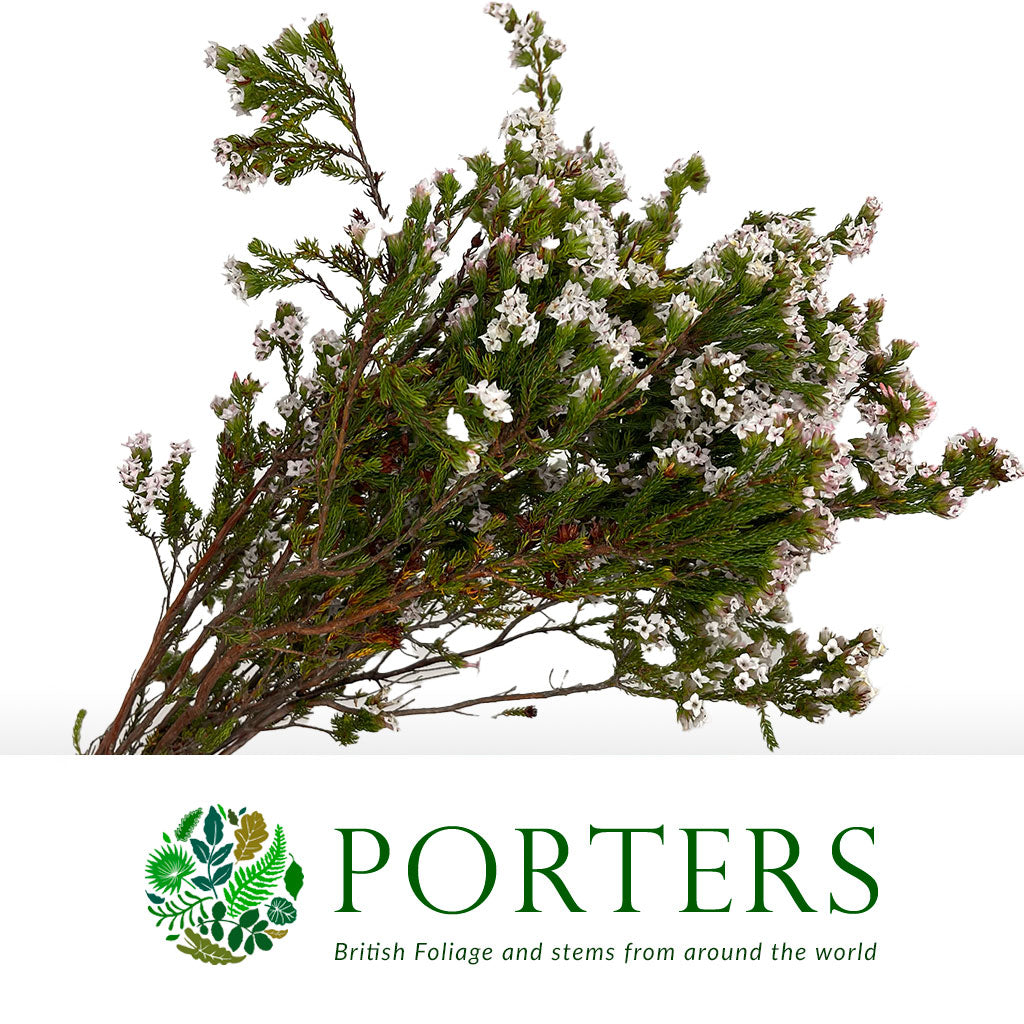 Heather (Erica) &#39;Four Sisters&#39; (Various Sizes)
