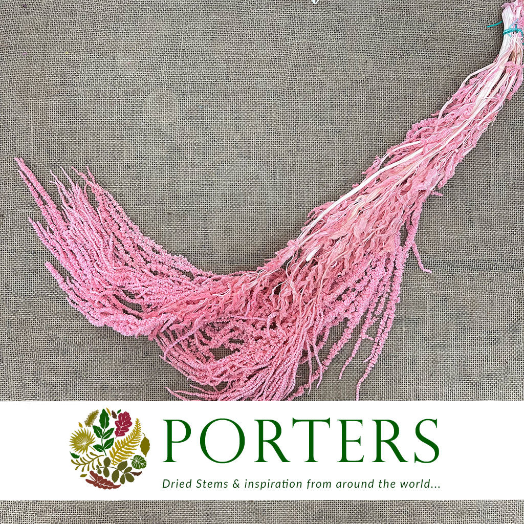 Amaranthus &#39;Trailing&#39; (Coloured) (Various Options)