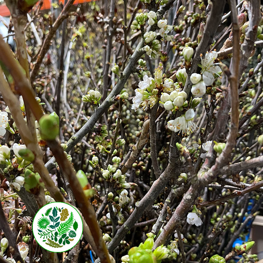 Blossom &#39;White&#39; Wild &#39;Double&#39; (Various Sizes)