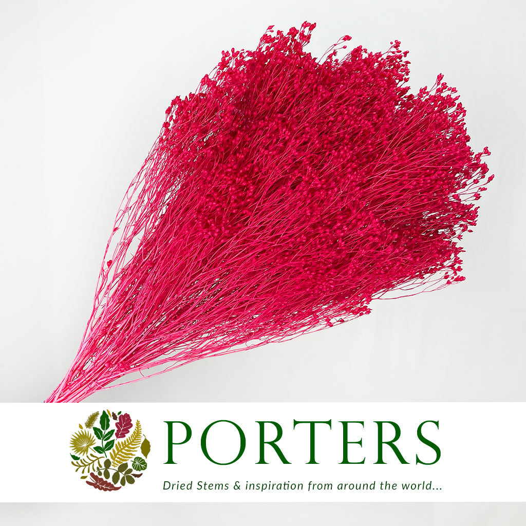 Broom &#39;Flower&#39; (Various Colours) (DRY) (100g)