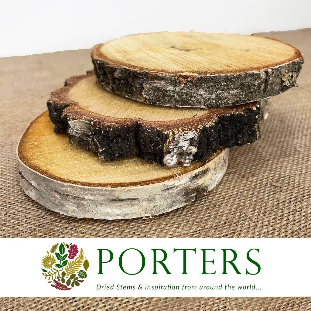 Birch 'Slices' (Round) (DRY) (Various Sizes)
