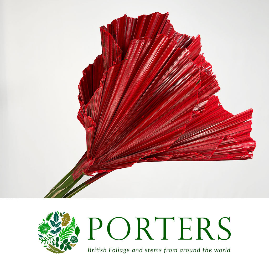 Palm 'Washingtonia' (Painted) (Various Colours)
