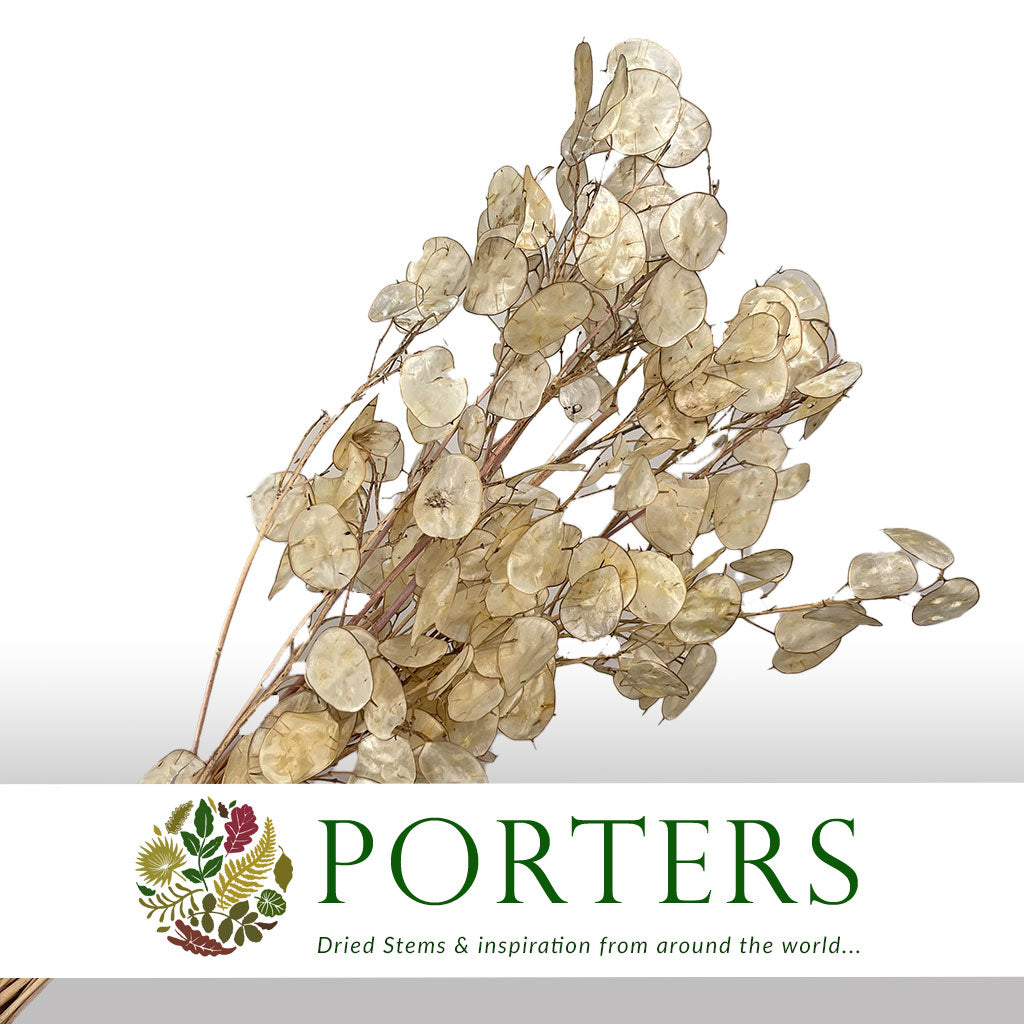 Lunaria (Natural) (DRY) (Various Sizes)