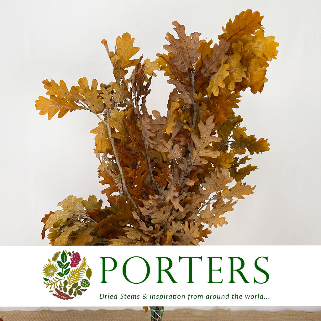 Oak 'Stabilised' (Various Colours) (DRY) 60cm