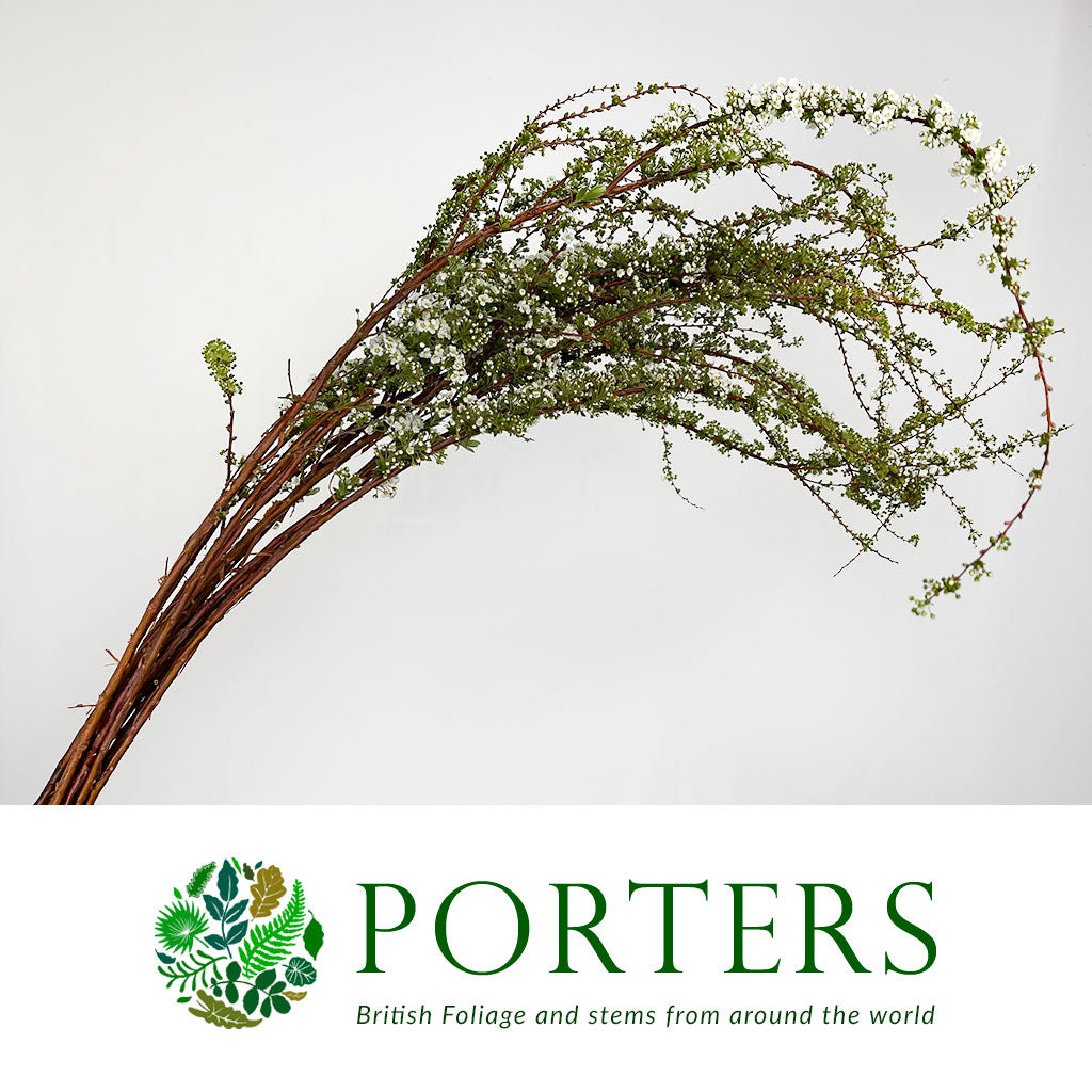 Spiraea 'Cultivated'