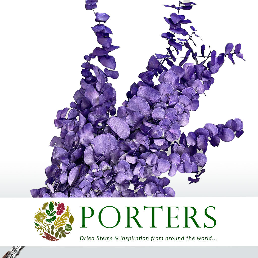 Eucalyptus 'Stuartiana' (Stabilised) (Painted) (DRY) (Various Colours)