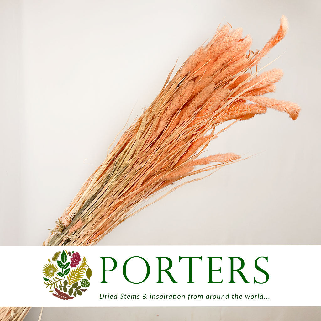 Grass 'Setaria' (DRY) (Coloured) (Various)