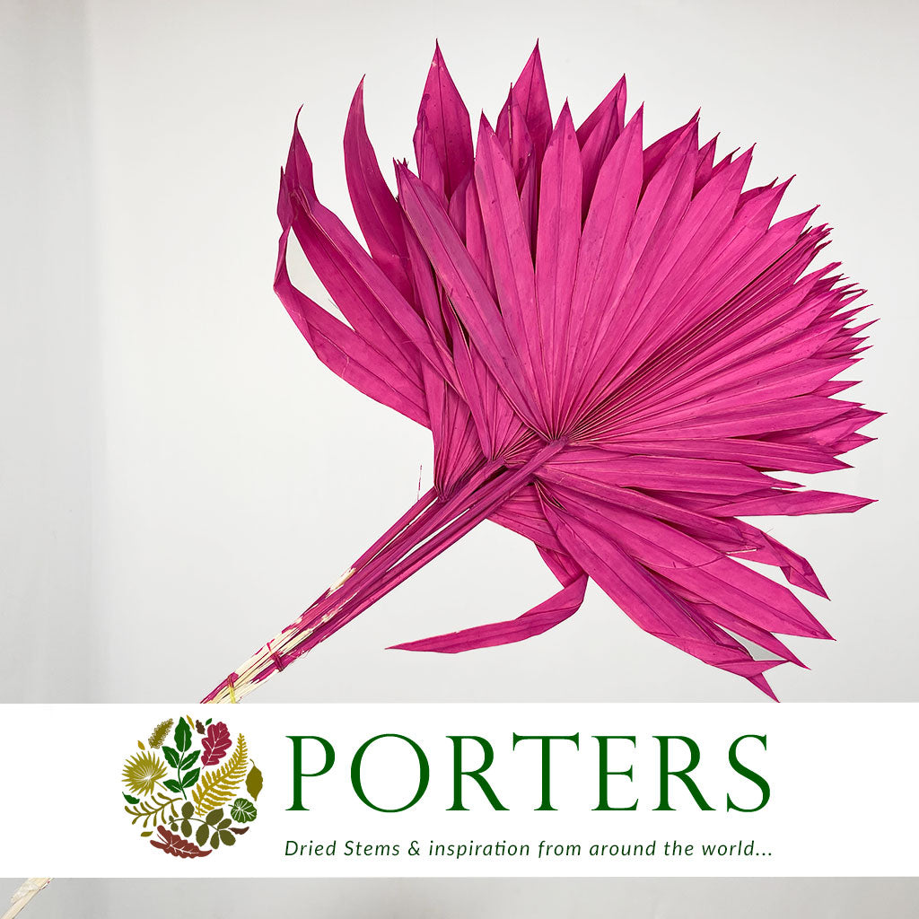 Palm &#39;Fan Palm&#39; (Painted) (DRY) (Various Colours) (x5) 45-55cm