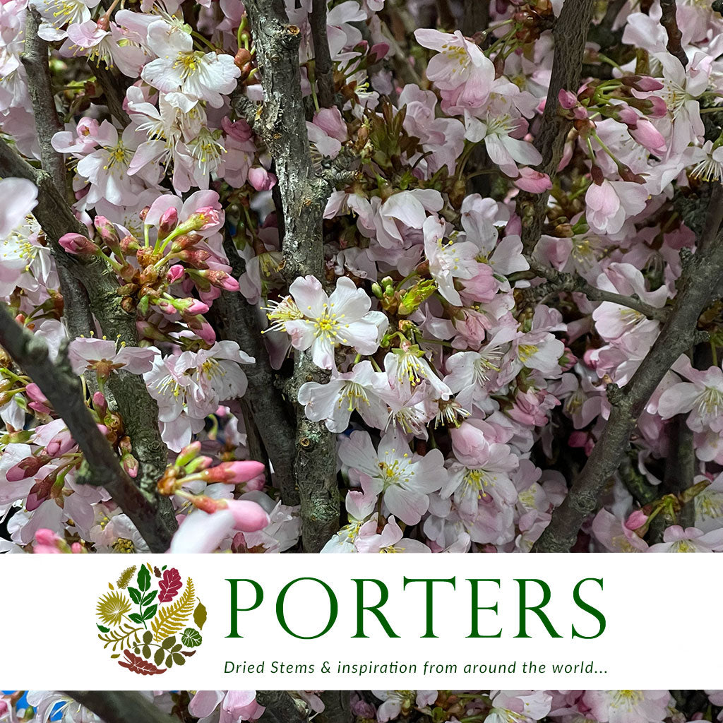 Blossom &#39;Pink&#39; Wild &#39;Double&#39; (Various Sizes)