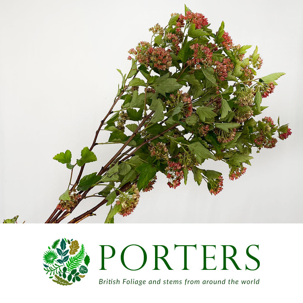 Diablo "Early Bird" Cultivated (Various Lengths)