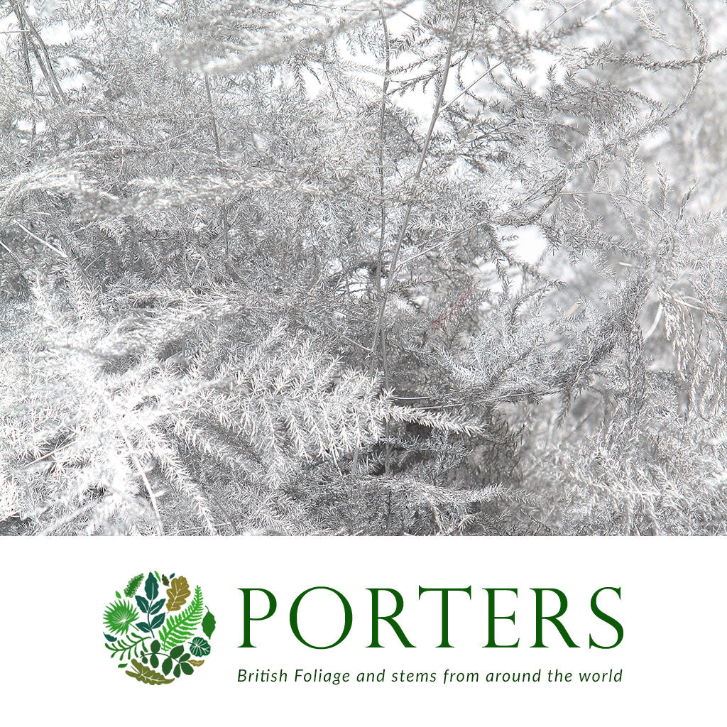 Fern 'Asparagus' (Painted) 85cm (Various Colours) (x50)